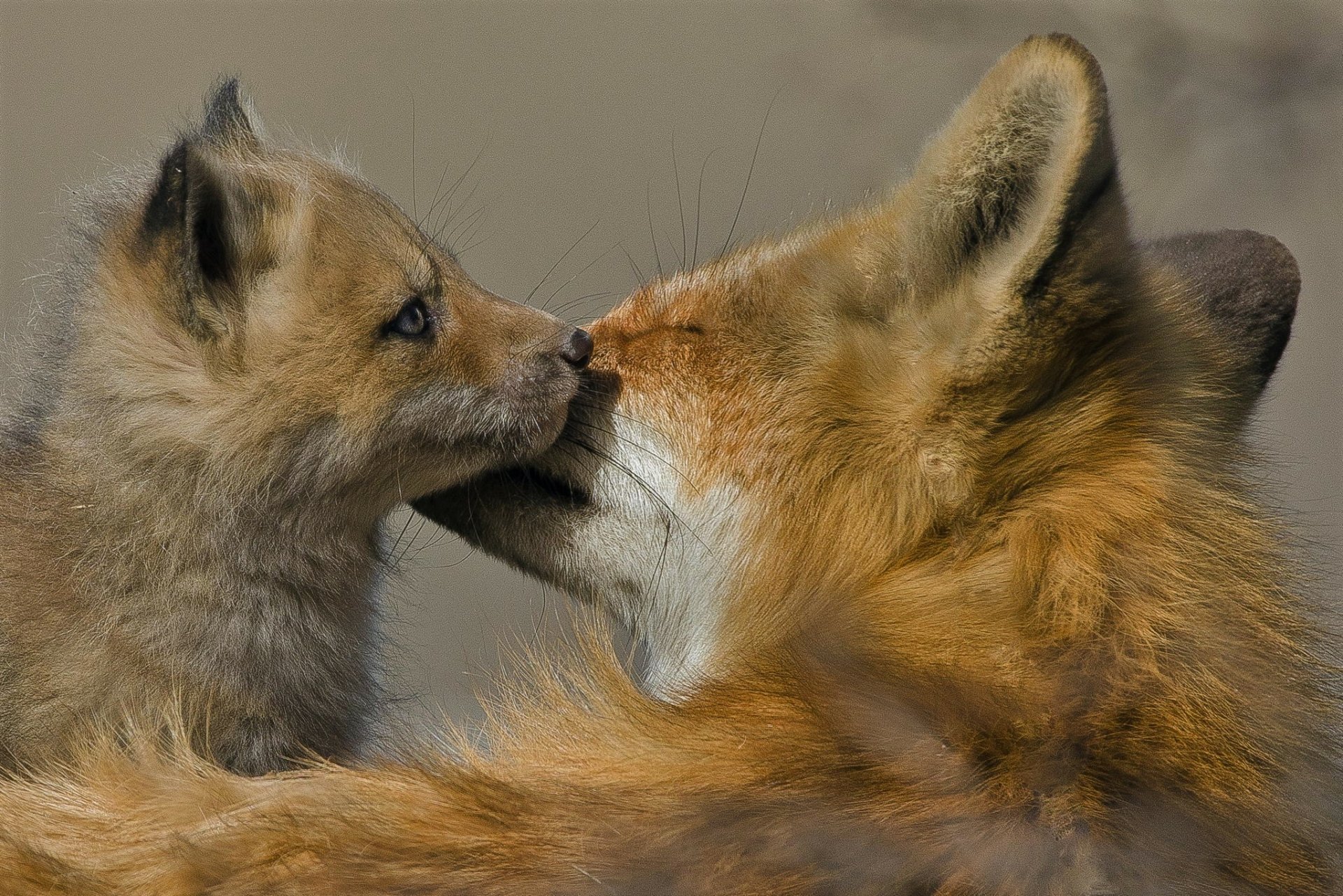 Fox love. Лиса с лисятами. Любовь животных. Мама лиса. Мама для Лисенка.