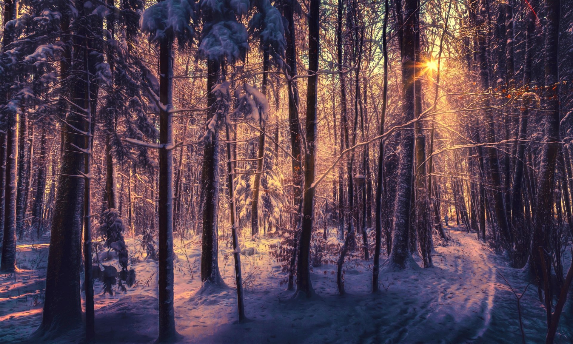 Download Sunset Snow Forest Nature Winter 4k Ultra HD Wallpaper