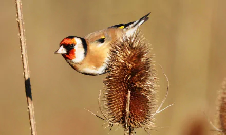 HD desktop wallpaper featuring a European goldfinch perched on a dried thistle against a soft brown background, showcasing the vibrant colors of this beautiful bird.