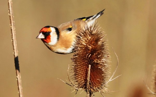 Animal Goldfinch Birds Passerines Bird European Goldfinch HD Wallpaper | Background Image