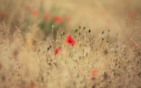 Nature Poppy Flowers Flower Red Flower Summer Blur HD Wallpaper | Background Image
