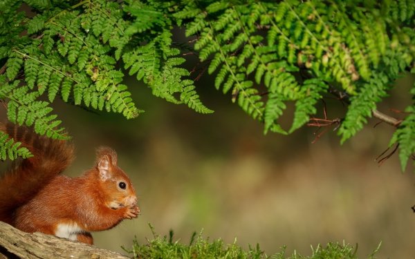 Animal Squirrel Rodent Fern HD Wallpaper | Background Image