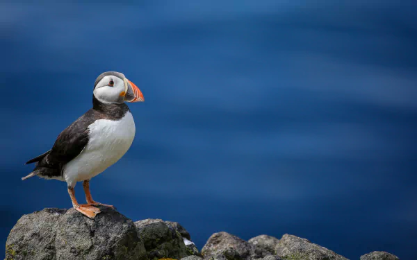 HD desktop wallpaper featuring a puffin bird standing on rocks with a deep blue blurred background.