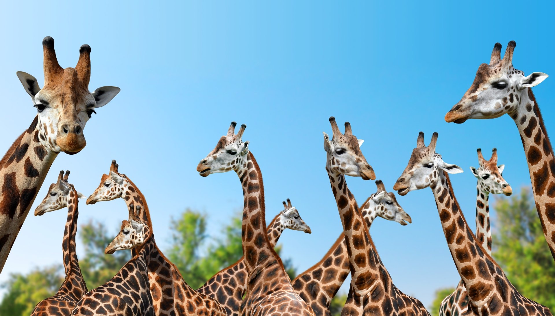 A group of giraffes standing against a clear blue sky, captured in vibrant detail as a 4K Ultra HD PC desktop wallpaper and background.