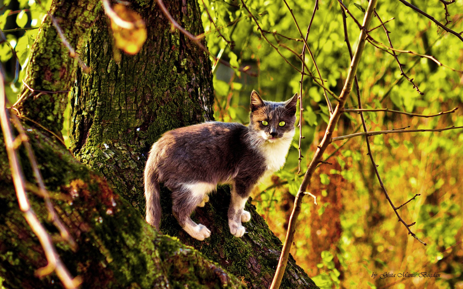HD desktop wallpaper of a cat standing on a mossy tree trunk surrounded by vibrant fall foliage.