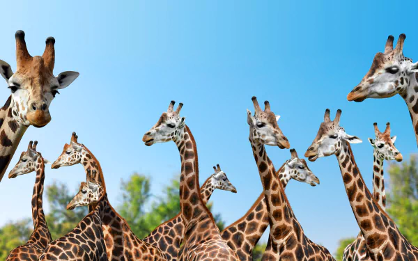 A group of giraffes standing against a clear blue sky, captured in vibrant detail as a 4K Ultra HD PC desktop wallpaper and background.