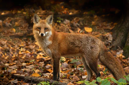 HD desktop wallpaper of a fox staring intently while standing on a leafy forest floor during autumn.