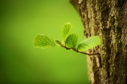 HD desktop wallpaper featuring a close-up of a fresh green bud and leaves growing from a tree trunk against a soft, blurred natural background.