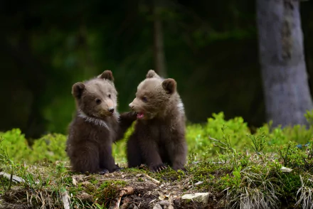 Two adorable bear cubs playfully interact in a lush forest, depicted in a high-definition desktop wallpaper and background. The green foliage and natural setting enhance the charm of the baby animals.