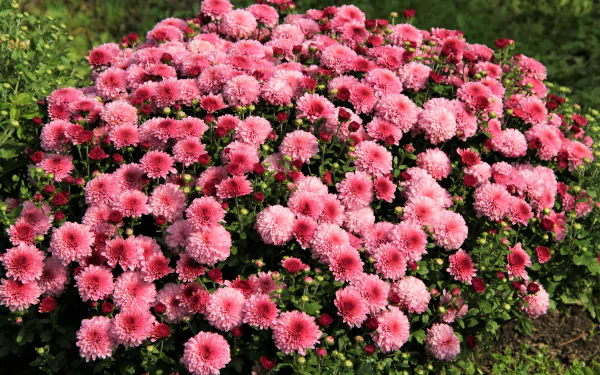  Pink Chrysanthemums