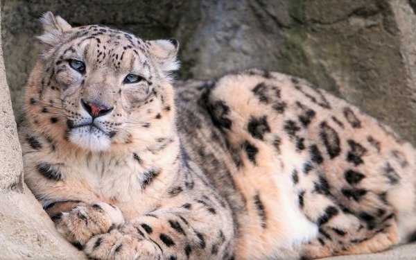 Animal Snow Leopard Cats Blue Eyes HD Wallpaper | Background Image