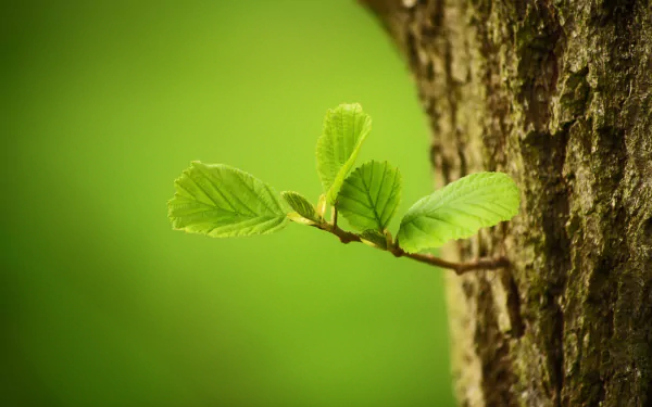  New Growth by cablemarder