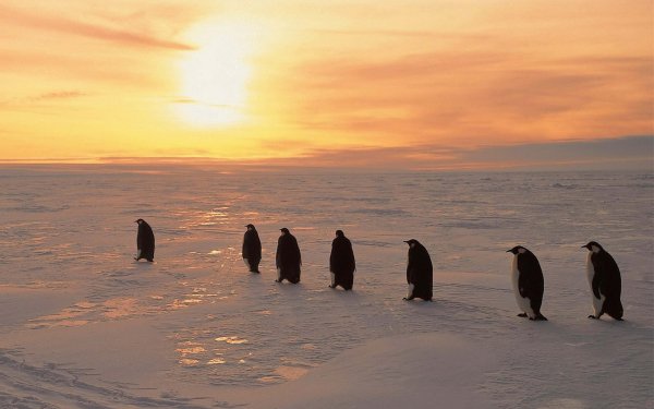 Animal Penguin Birds Penguins Emperor Penguin Sunset Ice Bird HD Wallpaper | Background Image
