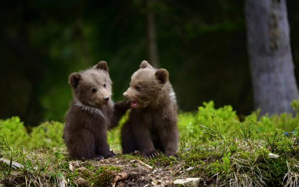 Two adorable bear cubs playfully interact in a lush forest, depicted in a high-definition desktop wallpaper and background. The green foliage and natural setting enhance the charm of the baby animals.