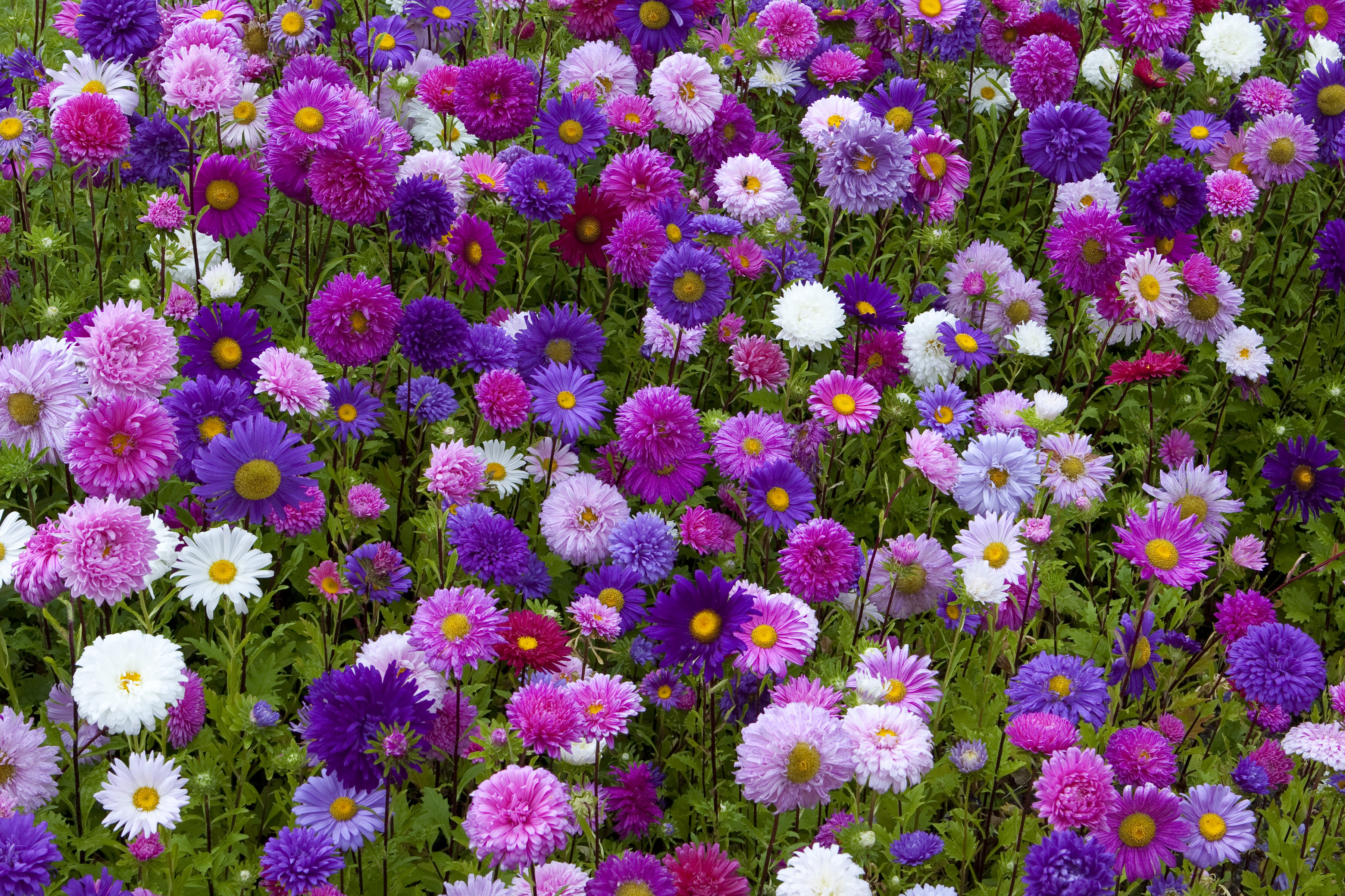 Field Of Pink And Purple Asters Hd Wallpaper Background Image 3605x2403 Id 887339 Wallpaper Abyss