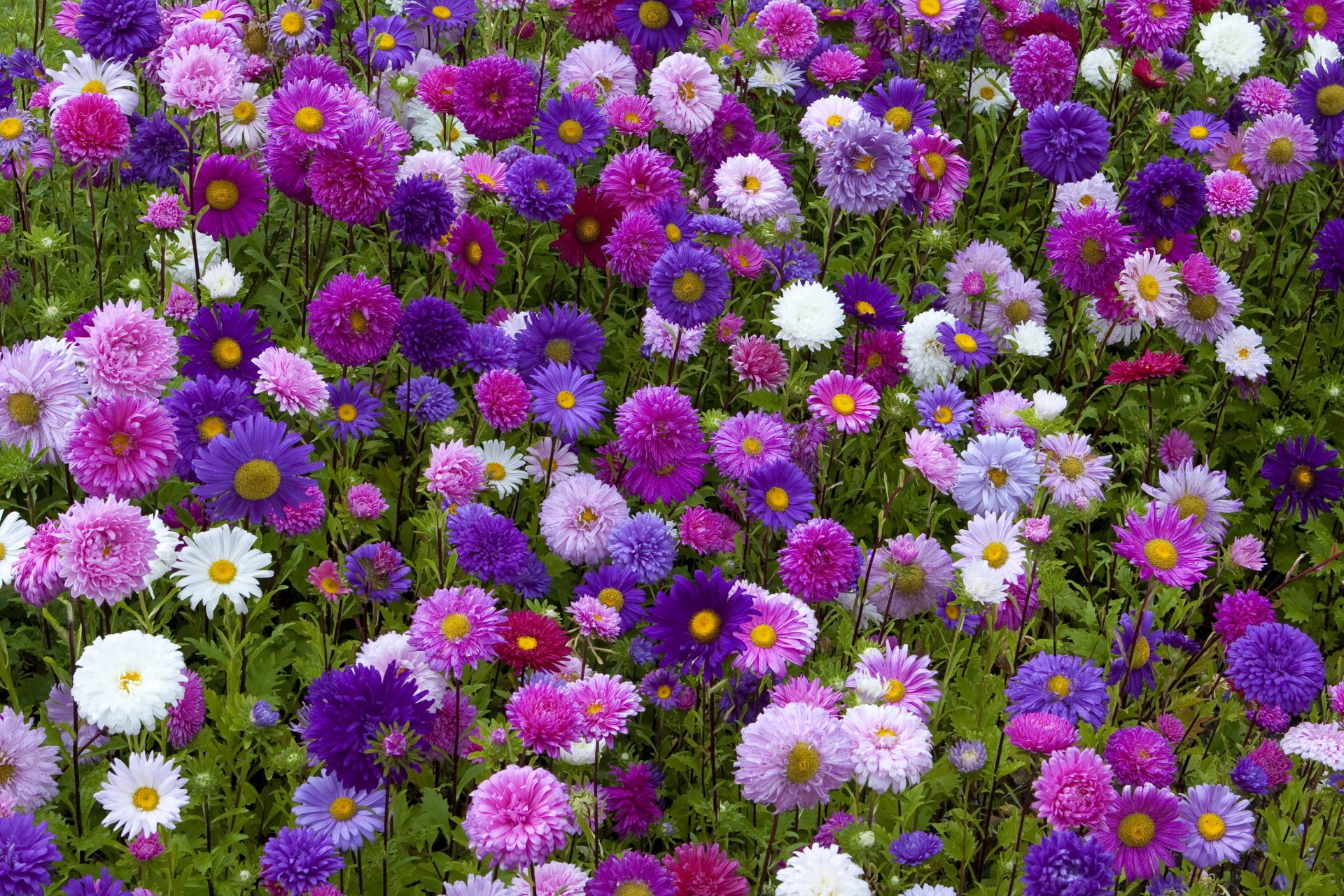 Download Purple Flower Pink Flower White Flower Field Flower Nature Daisy  HD Wallpaper