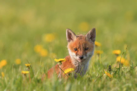 A baby fox with a focused stare sits among dandelions in a field, captured with a soft depth of field in this HD desktop wallpaper.
