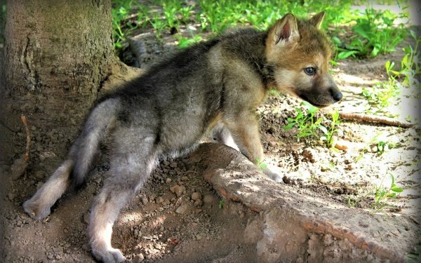 Animal Wolf Wolves Cute Baby Animal HD Wallpaper | Background Image