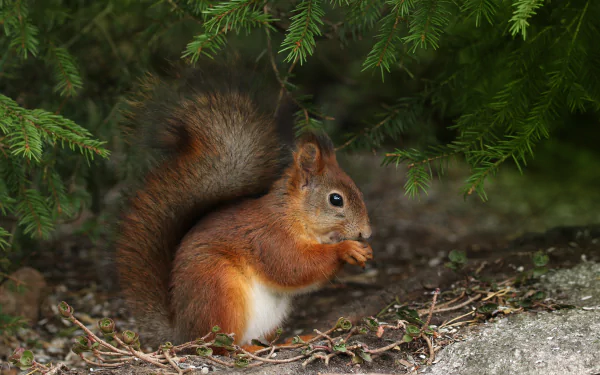 HD desktop wallpaper of a squirrel rodent nestled under green pine branches, showcasing its bushy tail and detailed fur in a natural forest setting.