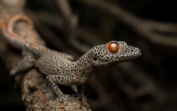 Close-up HD desktop background of a gecko reptile with textured skin and bright orange eyes perched on a branch against a dark, blurred background.