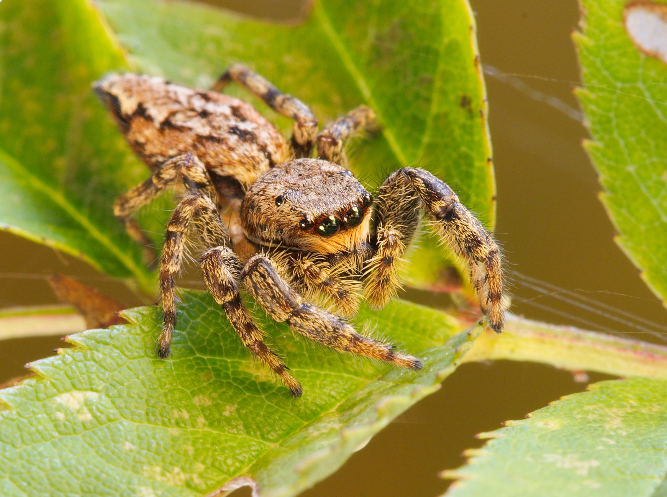 Jumping Spider (Marpissa muscosa) by Luc Viatour