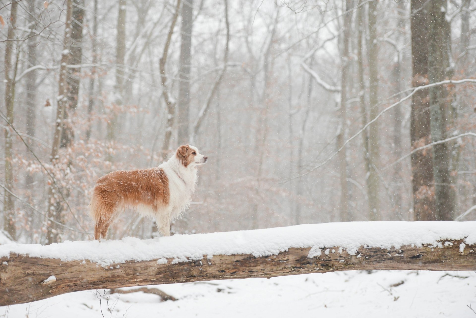 Winter Majesty: Australian Shepherd in a Snowy Forest HD Wallpaper