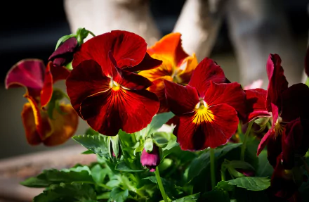 Close-up of vibrant red pansy flowers blooming, set against a natural background. This high-definition desktop wallpaper captures the beauty of nature with striking clarity.