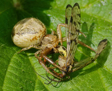  Common Crab Spider (Xysticus cristatus) with a Scorpion-fly (Panorpa species) by Andreas Eichler
