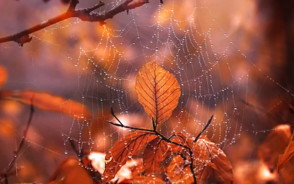 A close-up macro shot of a fall leaf caught in a spider web adorned with water drops, captured with depth of field for an HD PC desktop wallpaper background.