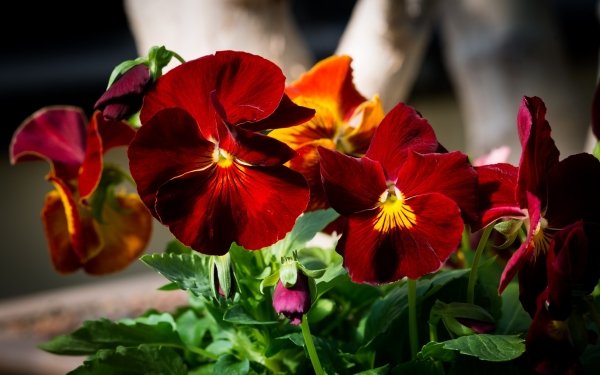 Earth Pansy Flowers Flower Red Flower Close-Up HD Wallpaper | Background Image