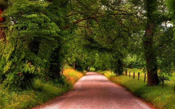 Man Made Road Dirt Road Tree Green Tree-Lined HD Wallpaper | Background Image