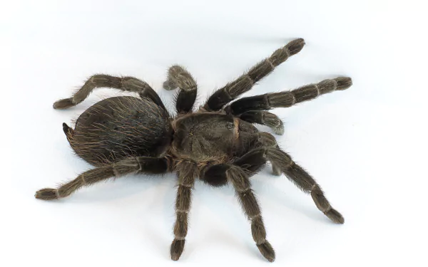 Mexican Red Rump Tarantula (Brachypelma vagans) by Carlos Valenzuela