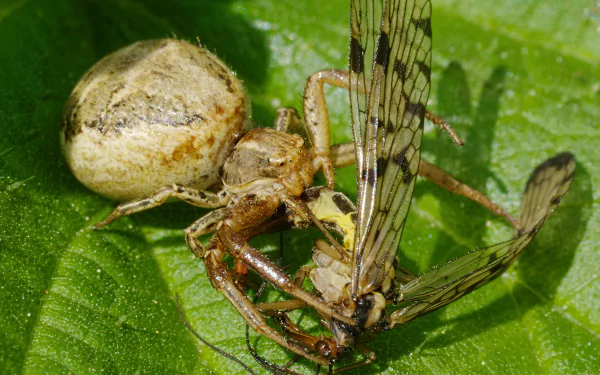  Common Crab Spider (Xysticus cristatus) with a Scorpion-fly (Panorpa species) by Andreas Eichler