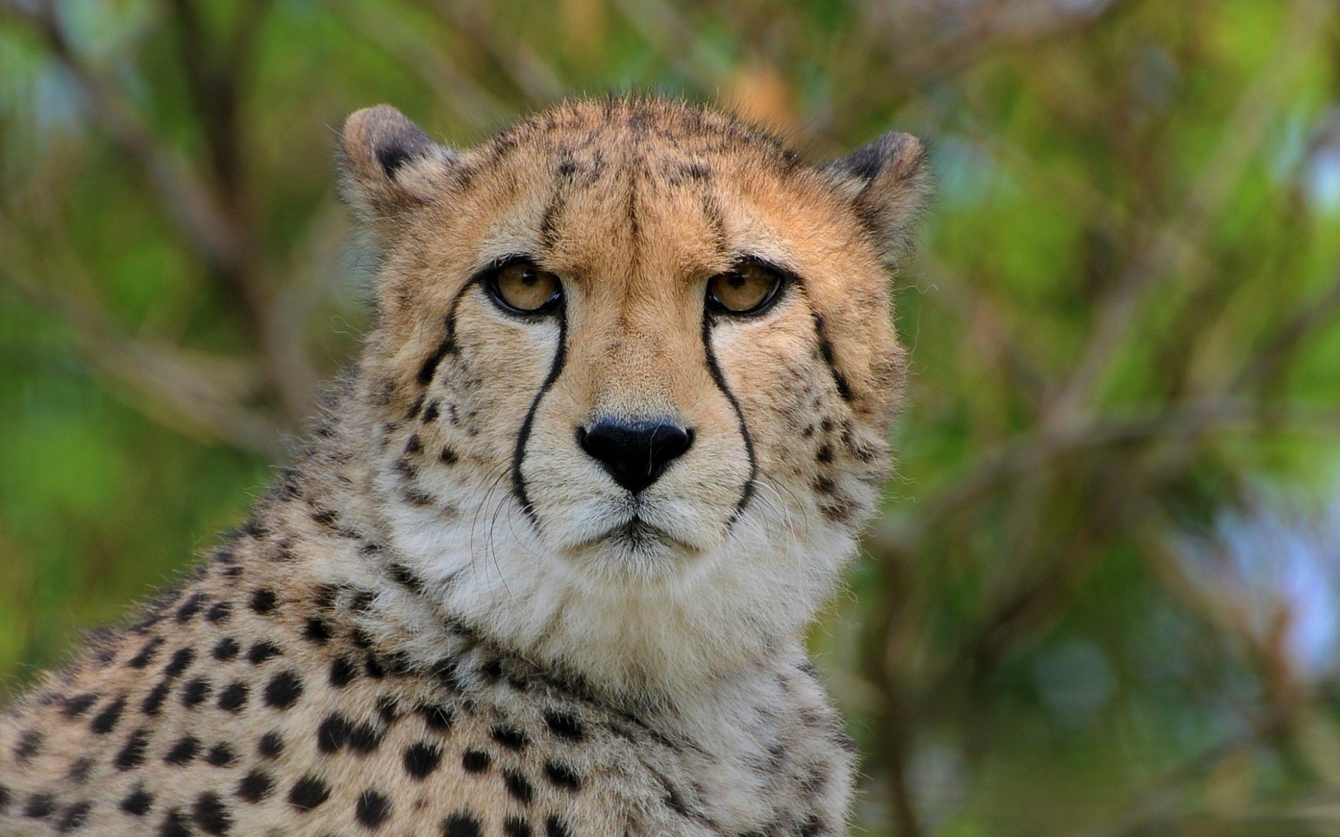 Download Stare Face Animal Cheetah HD Wallpaper