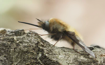  Greater bee fly (Bombylius major species) by Richard Bartz