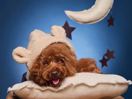 A sleeping poodle wearing a cozy bear-ear hat, resting contentedly against a blue background with decorative stars and a crescent moon, HD desktop wallpaper.