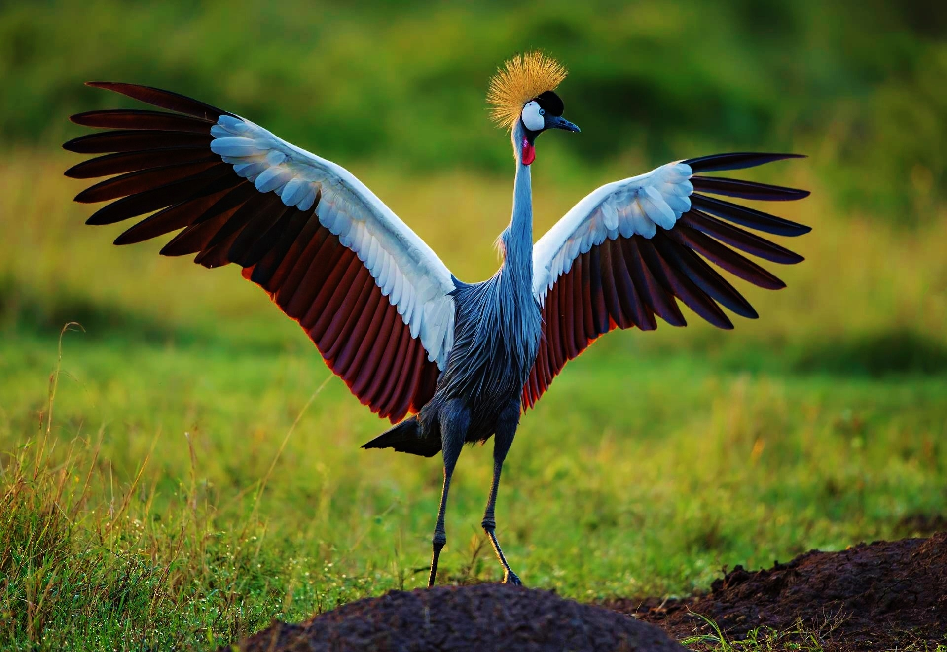 Crane Pictures Bird At Victor Vanhoy Blog