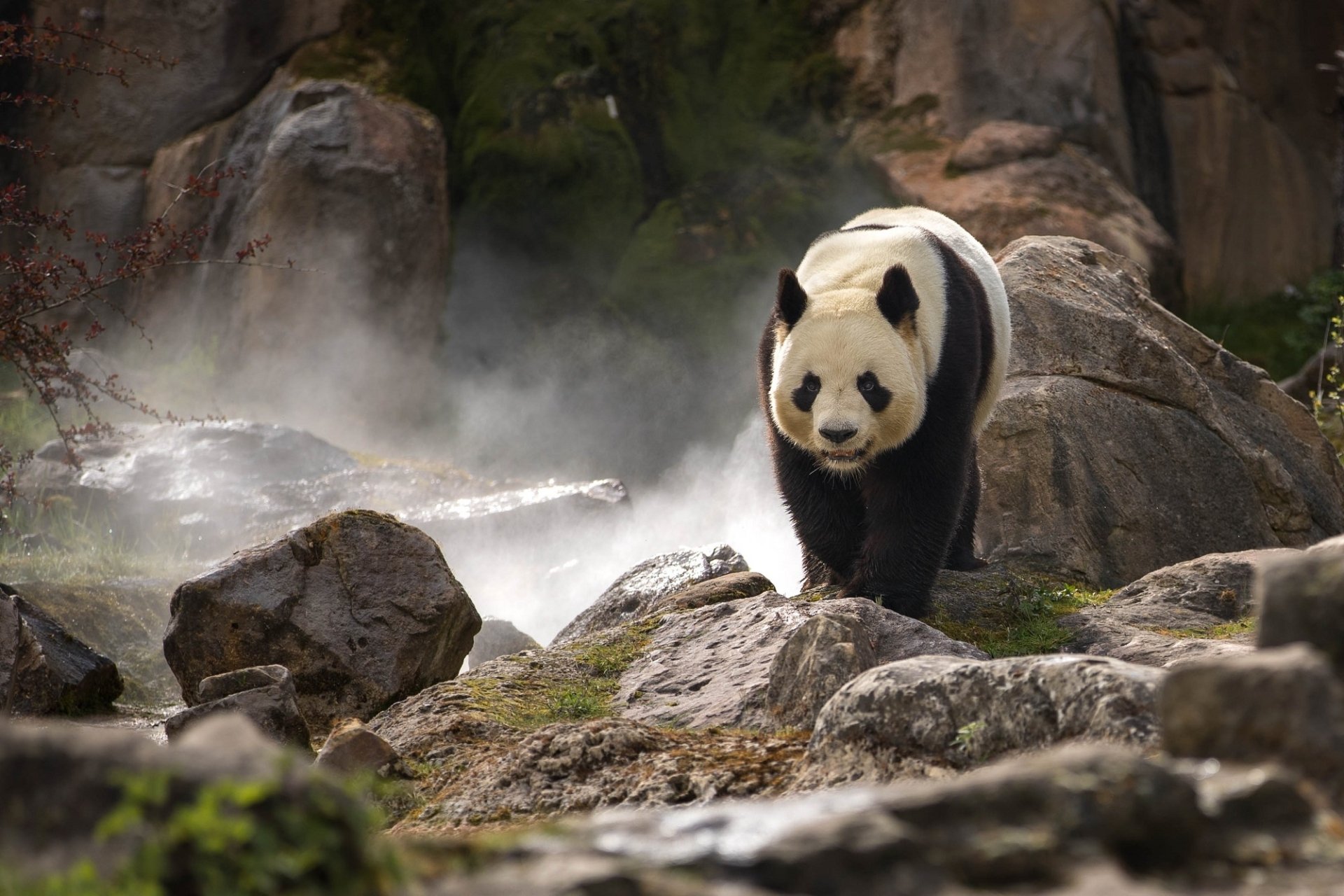 HD PC desktop wallpaper featuring a panda walking among rocks in a misty, natural setting.