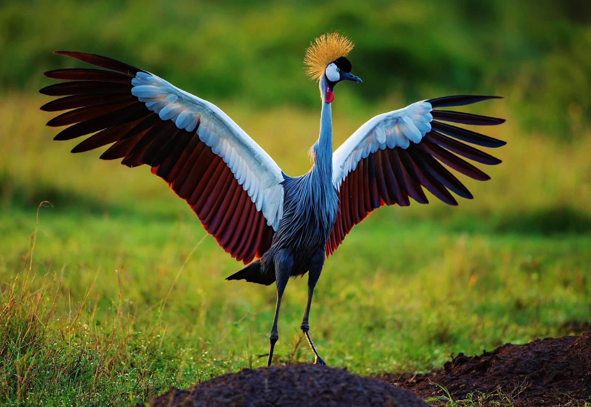 Download Wings Crane Bird Animal Grey Crowned Crane HD Wallpaper