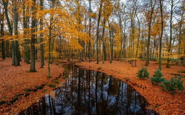 Earth River Nature Fall Forest Tree Reflection HD Wallpaper | Background Image