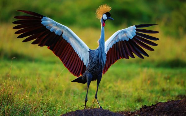 Animal Grey Crowned Crane Birds Cranes Bird Crane Wings HD Wallpaper | Background Image