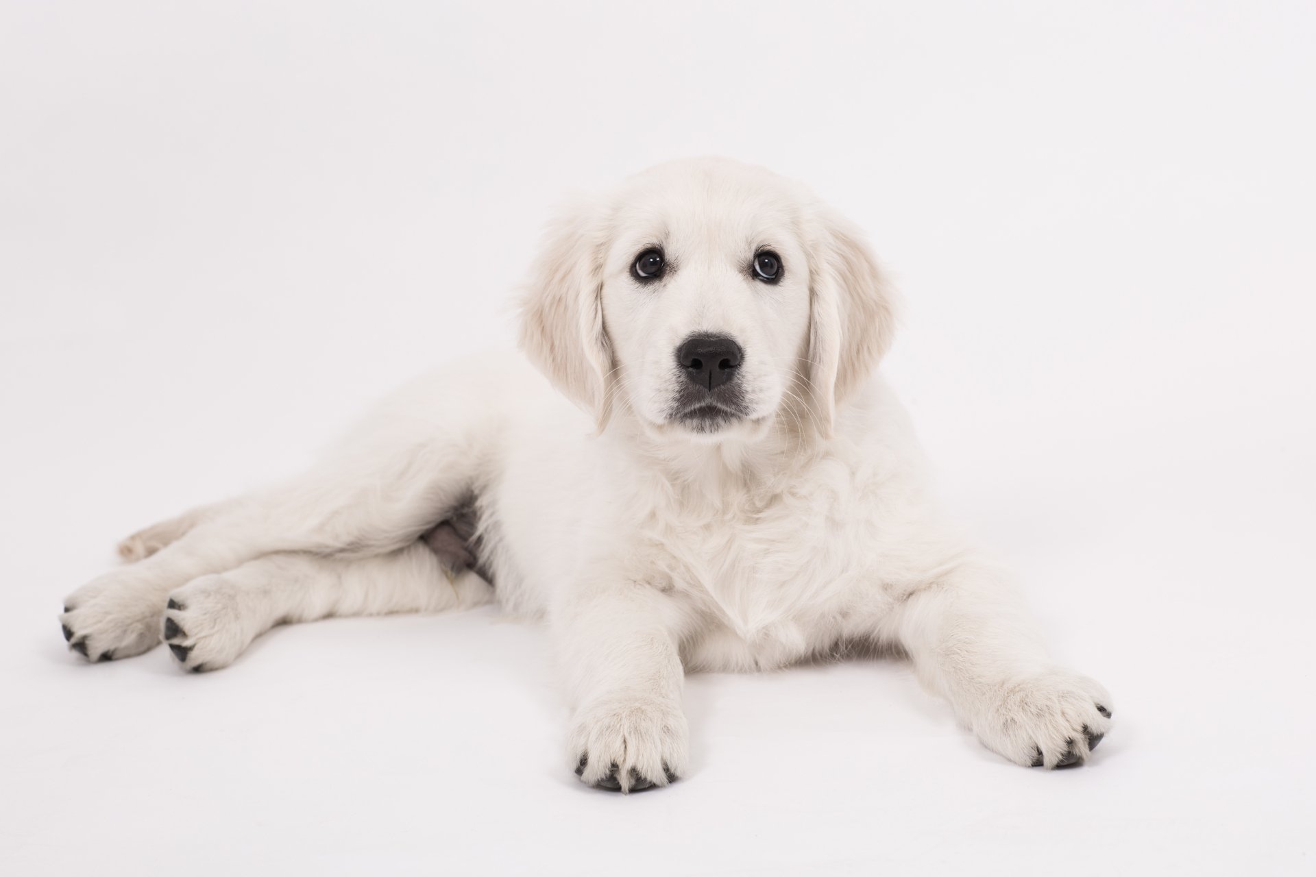 Cute Golden Retriever 5k Retina Ultra HD Wallpaper | Background Image