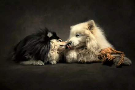 Two dogs share a loving kiss, showcasing friendship and cuteness in this 4K Ultra HD desktop wallpaper with a dark background and a plush toy nearby.