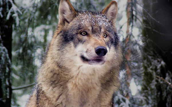 forest snow winter grey wolf Animal wolf HD Desktop Wallpaper | Background Image