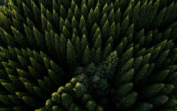 Earth Forest Nature Aerial Tree HD Wallpaper | Background Image