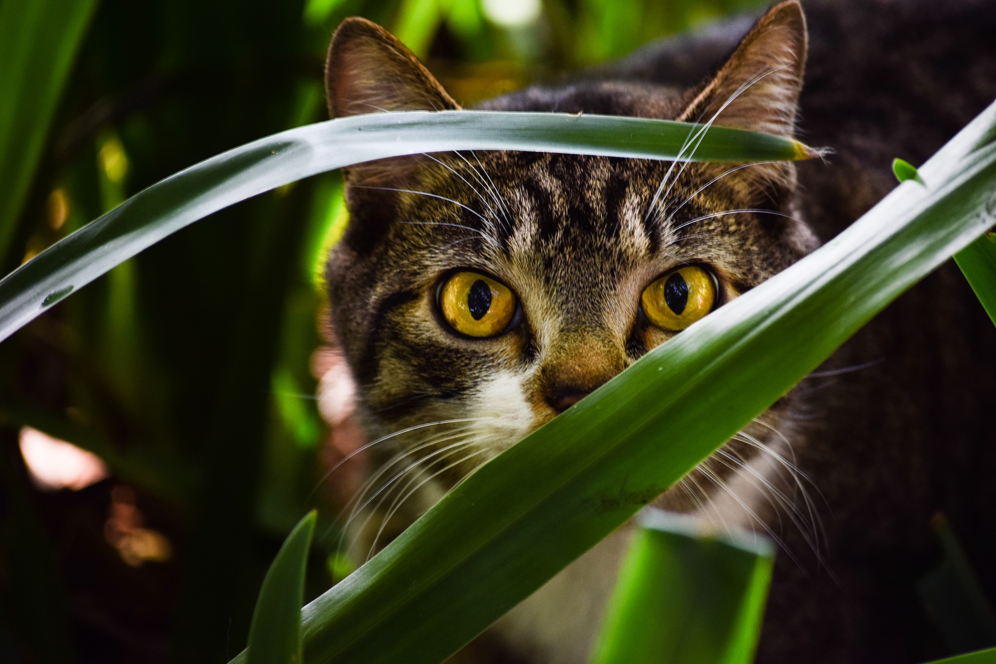 Cat HD  Wallpaper  Background Image 2048x1365