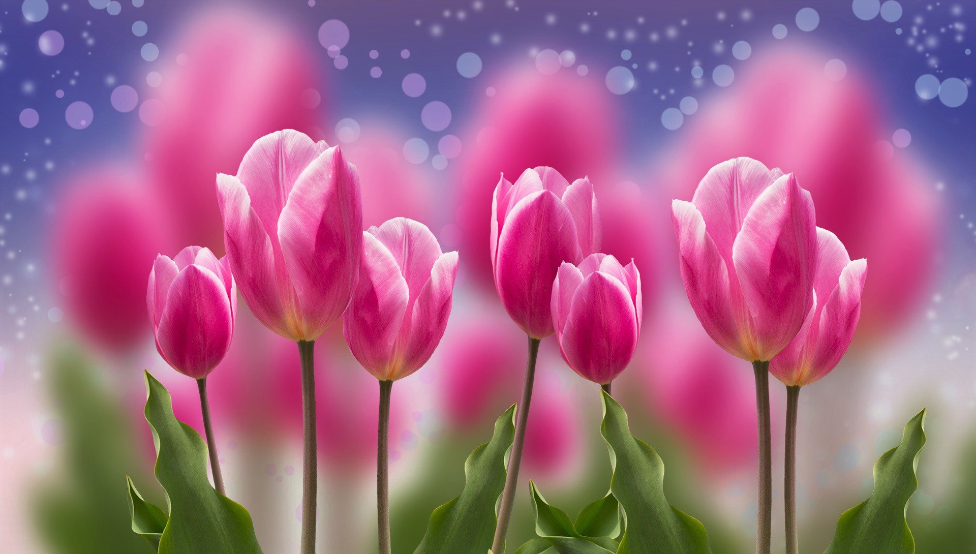 Pink Tulips