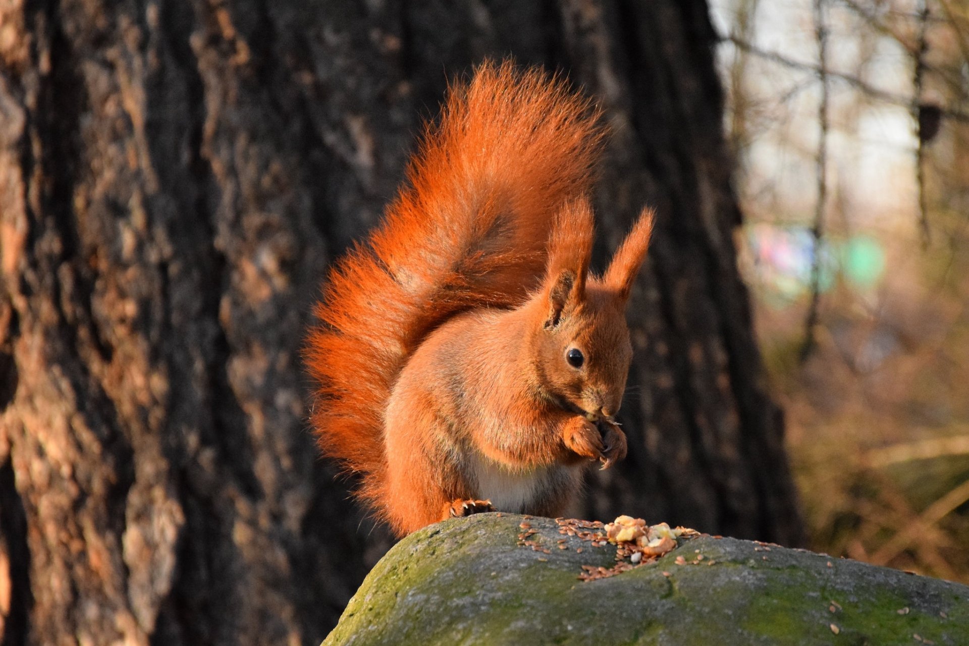 Squirrel HD Wallpaper