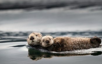 84 Otter HD Wallpapers | Background Images - Wallpaper Abyss
