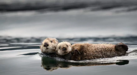 HD desktop wallpaper of a baby otter floating on water, cuddled closely with an adult otter, showcasing a peaceful aquatic scene.